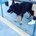 William holifield - @willdagreat559 - Instagram