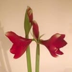 William Hollywood - @hollywoodwilliam - Instagram