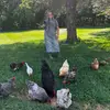WilliamsHomestead - @williamshomestead21 - TikTok