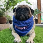 W. Homero - @william_homero_pug - Instagram