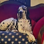 Sabine William und Horst Hollensteiner - @doggenvomhollenstein - Instagram