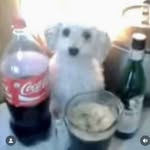 TONY - @williamhuckleberry4488 - Instagram