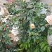 Willîam Hulley - Facebook