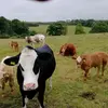William Renton - @williamrentonfarmlife - TikTok