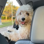 William “Jax” Jackson - @sir_jax_thecavapoo - Instagram