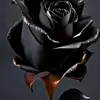 Williams Just - @williams.just2 - TikTok