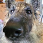 William Kadir Brandt - @mr.brandtonov98 - Instagram