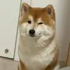 WilliamKai - @williamkailu - TikTok