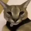 William Karalis - @william.karalis - TikTok