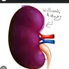 william afton’s kidney - @william.aftons.kidney - TikTok
