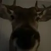 Williamkimmel30 - @williamkimmel15 - TikTok