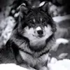 william knappen - @williamknappen - TikTok
