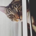 William Knecht - @oatmealandpals - Instagram