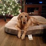 Jennifer Kohlmeier Williamson - @jakell279 - Instagram