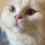 Willy - @williamkoloroth - Instagram