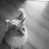 william  - @williamkot1 - TikTok
