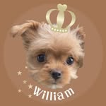 チワプーのウィリアムくん - @william_kun._ - Instagram