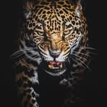 WILLIAM K. - @williamkupertanz - Instagram