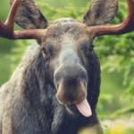 William Laberge - @willlab_ - Instagram