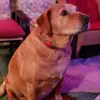 William Lail - @william.lail - TikTok