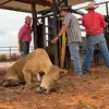 william.lander - @willeee.landing - TikTok