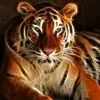 williamlanigan6 - @williamlanigan6 - TikTok