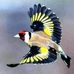 William Lapwant - Facebook