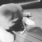William Legault - @goldenwill_300 - Instagram