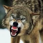 William Lemmer - @charly19681hotmail.fr - Instagram