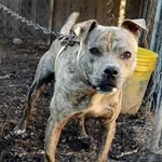william lightner - @under_the_house_kennels - Instagram