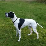 William Lindblad - @wille_pointer - Instagram