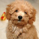 William K. Lindell - @poodledogs.club - Instagram