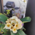 William Antonio Lora García - @williamloraelpp - Instagram