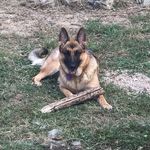 William Lottes - @redrams_germanshepherds - Instagram