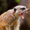 williamlowes44 - @crazy_meerkat - TikTok
