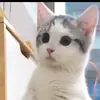 William’s cat - @williamluo86 - TikTok