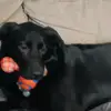 William Macleod - @william.macleod - TikTok
