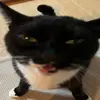 William MacLeod (Will) - @william.macleod.w - TikTok