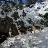 Idaho hounds - @williammarcroft - TikTok