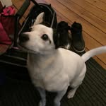 William Mathers - @samthedog33 - Instagram