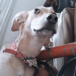 William mayorga - @pancito_conwebo - Instagram