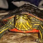 Malachi William McAlister - @malachi_likes_turtles - Instagram