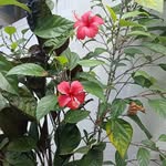 monisha - @monisha.william_david - Instagram