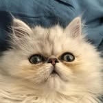 William Montgomery ‘Monty’ - @monty_the_persian - Instagram