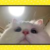 william - @williamhenary - TikTok