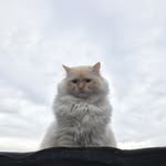 William Newberry - @williamnewberry9 - Instagram