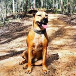 William Nipperess - @will_i_am_nipper - Instagram