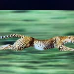 William Ntsoana - @williamntsoana - Instagram