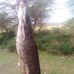 William Ochieng - Facebook