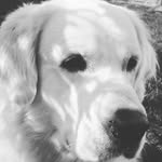 William Olesen - @olesen.william - Instagram